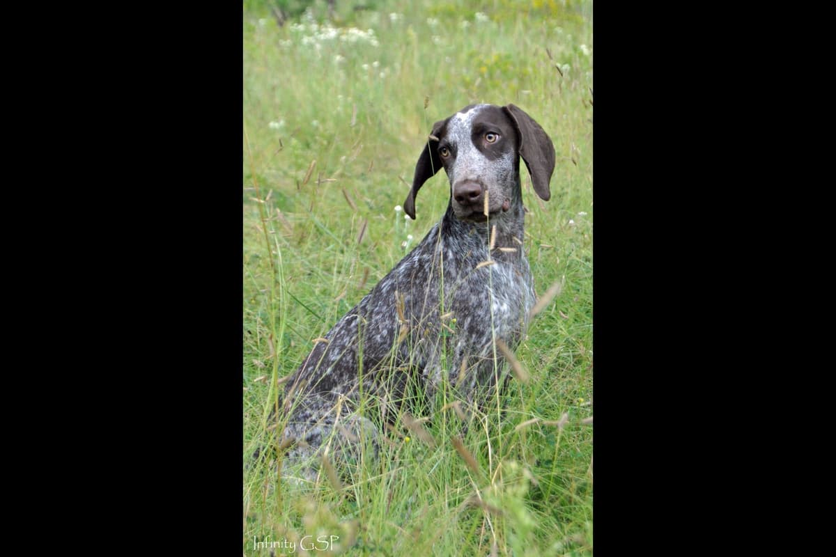 German Shorthaired Pointer Puppies breeder image 14