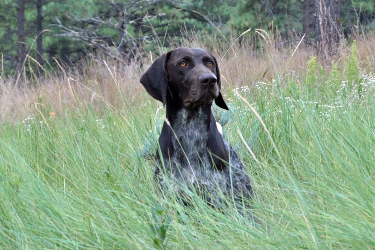 German Shorthaired Pointer Puppies breeder image 12