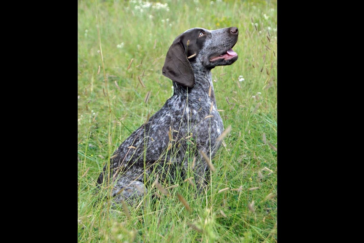 German Shorthaired Pointer Puppies breeder image 10