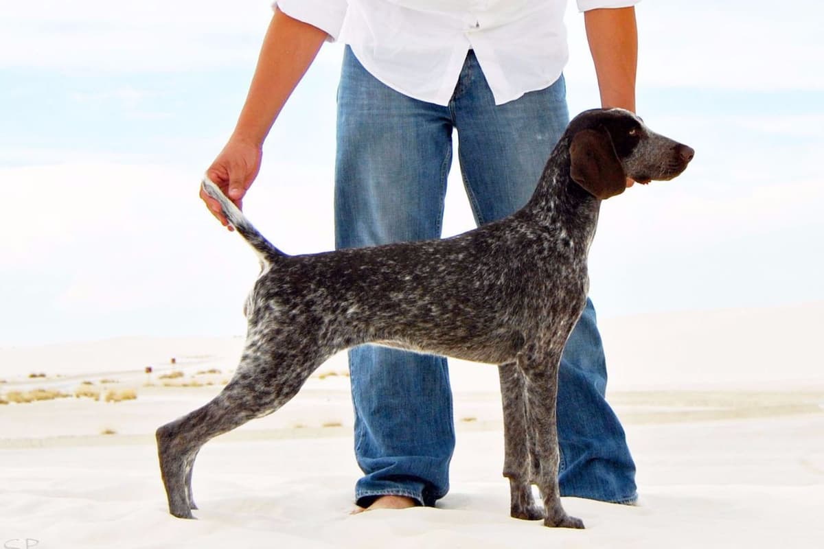 German Shorthaired Pointer Puppies breeder image 13