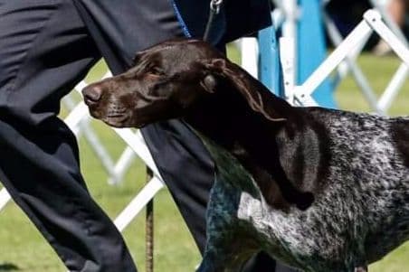 German Shorthaired Pointer Puppies breeder image 11