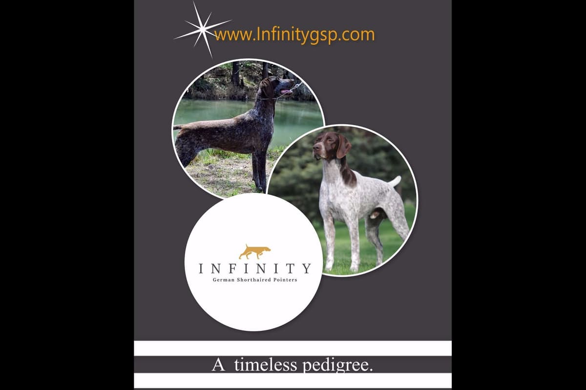 German Shorthaired Pointer Puppies breeder image 8
