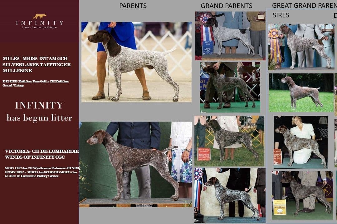 German Shorthaired Pointer Puppies breeder image 7