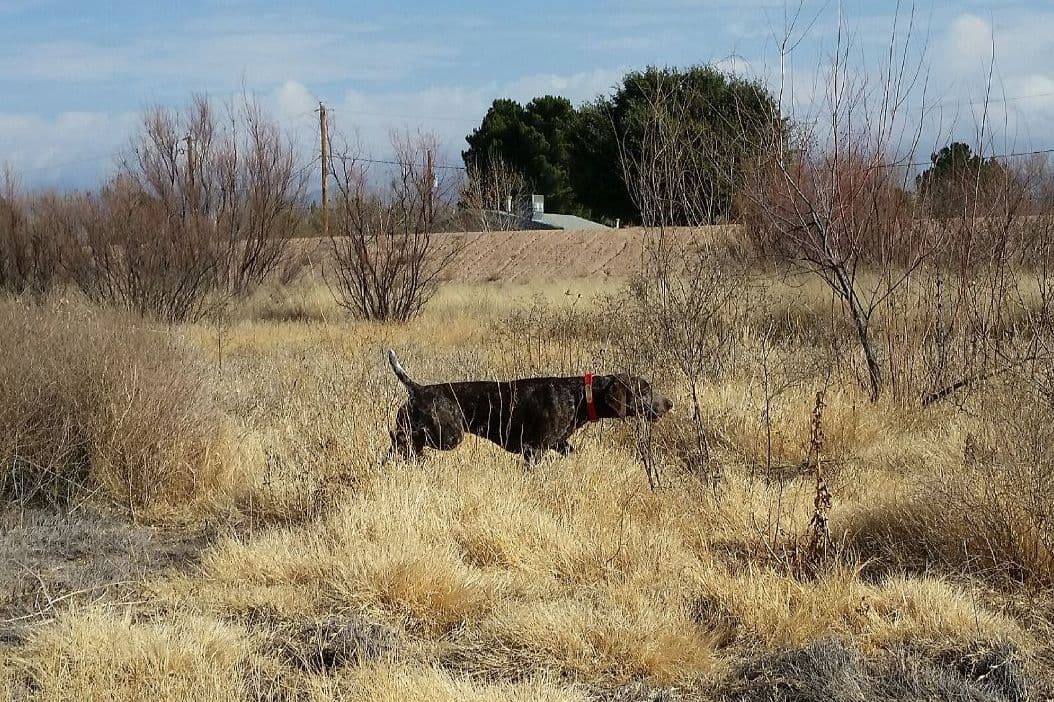 German Shorthaired Pointer Puppies breeder image 6