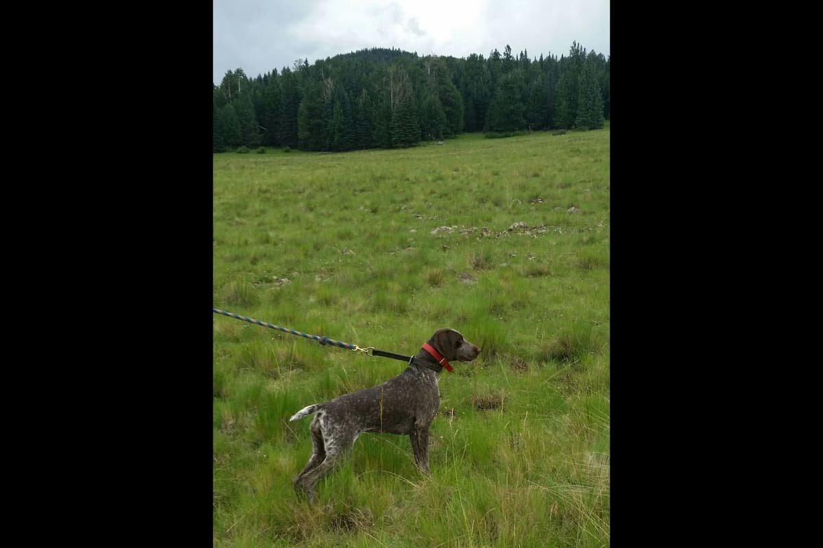 German Shorthaired Pointer Puppies breeder image 4