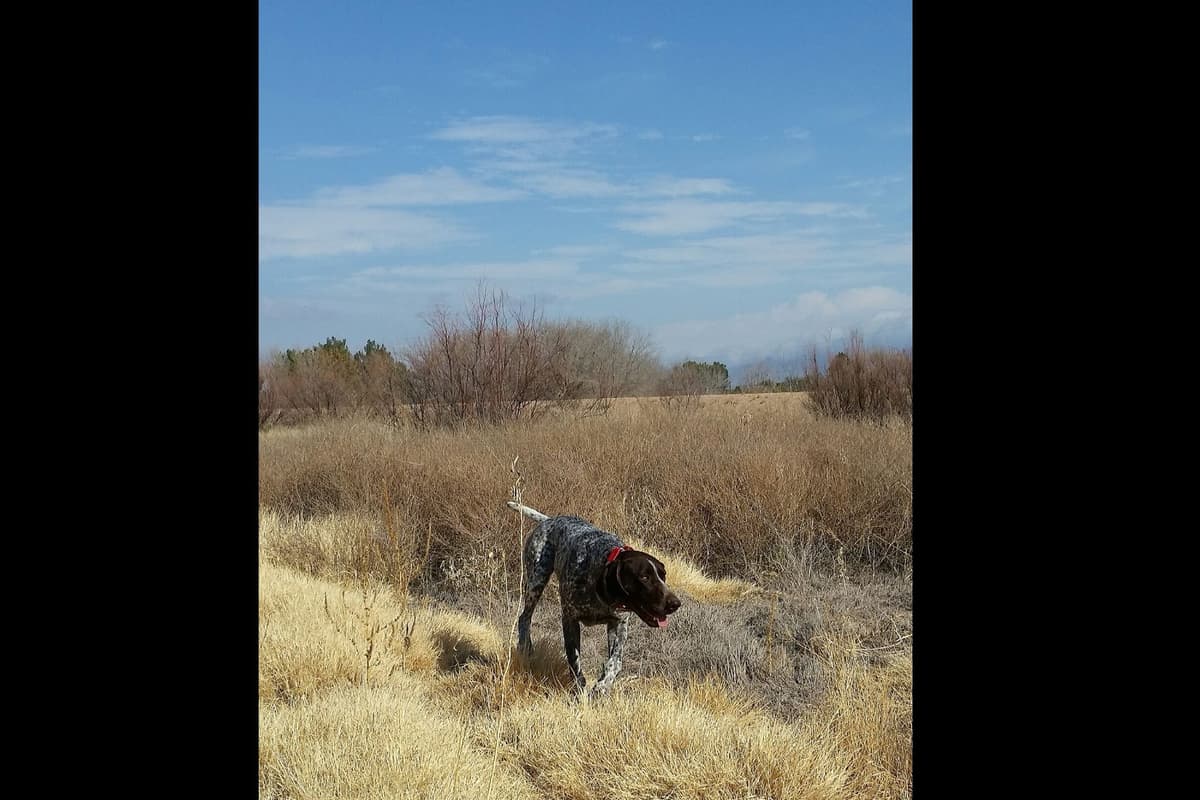German Shorthaired Pointer Puppies breeder image 3