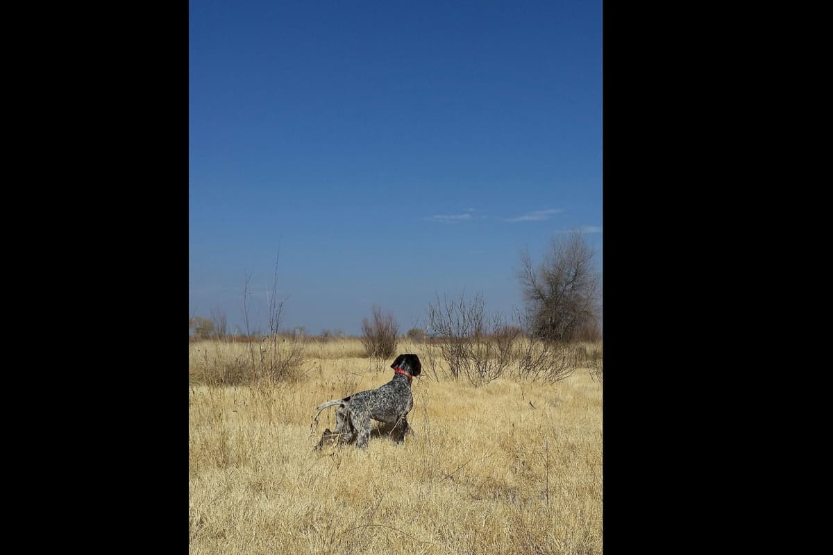 German Shorthaired Pointer Puppies breeder image 2