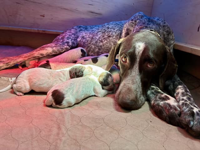 German Shorthaired Pointer Puppies media 2