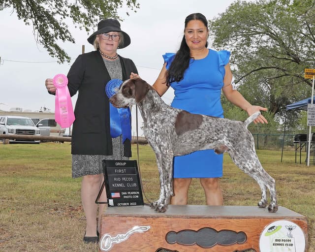 German Shorthaired Pointer Puppies media 3