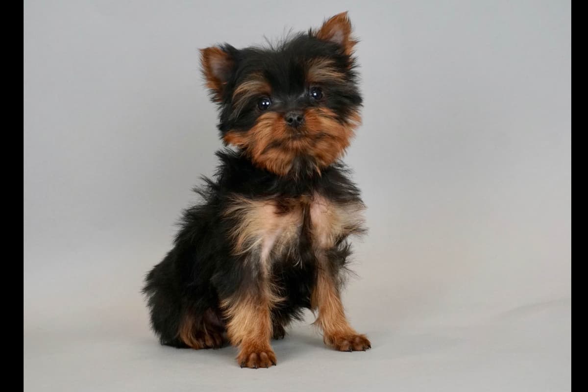 Poodle Puppies breeder image 1