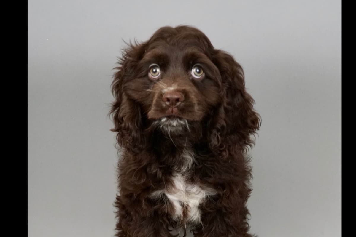 Poodle Puppies breeder image 3