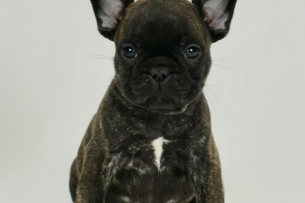 Poodle Puppies breeder image 4