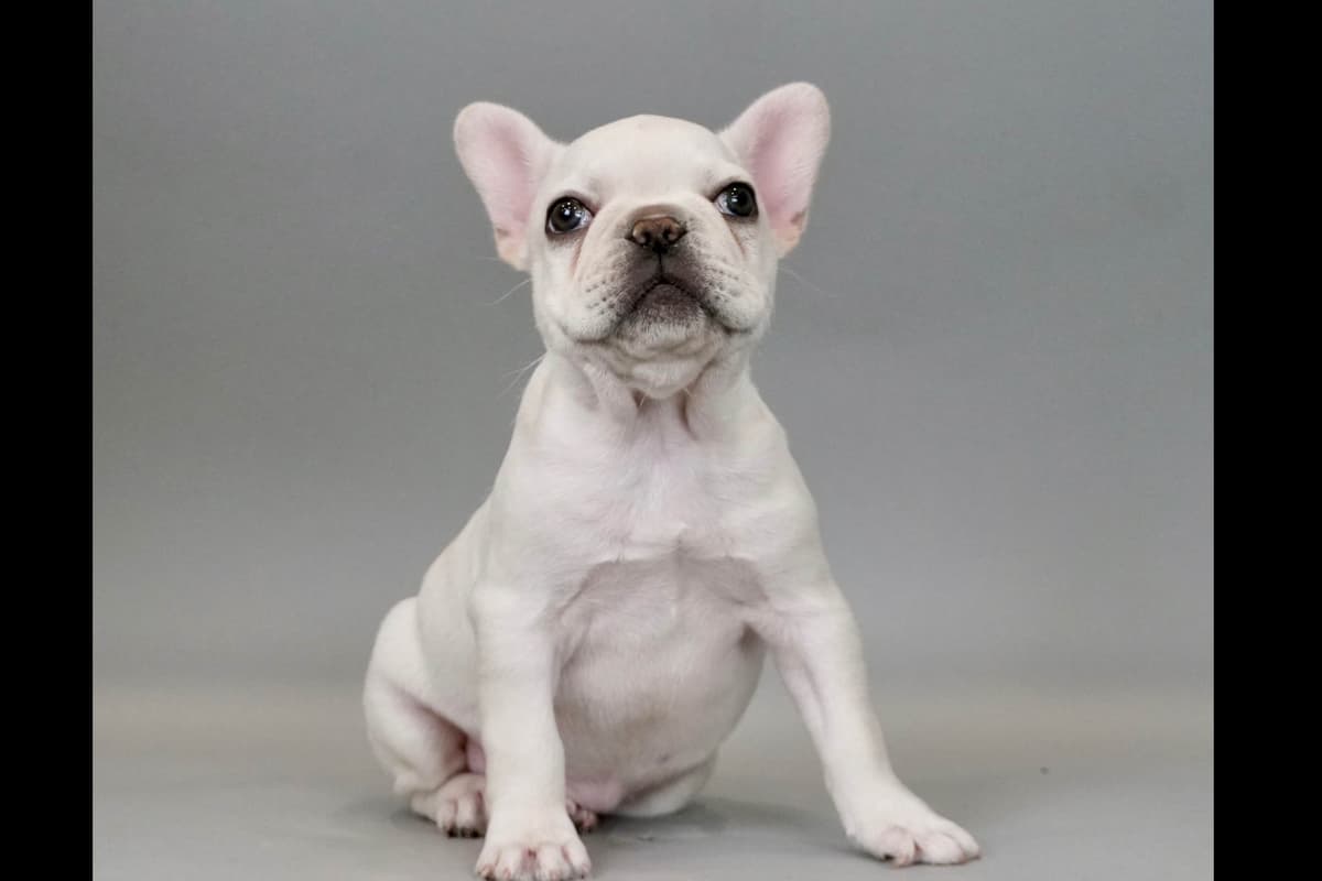 Poodle Puppies breeder image 5