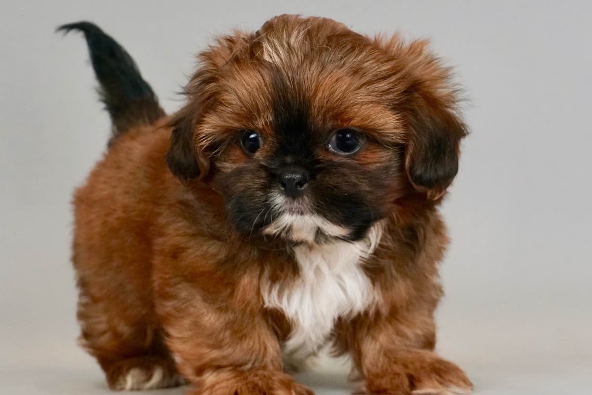 Poodle Puppies breeder image 6