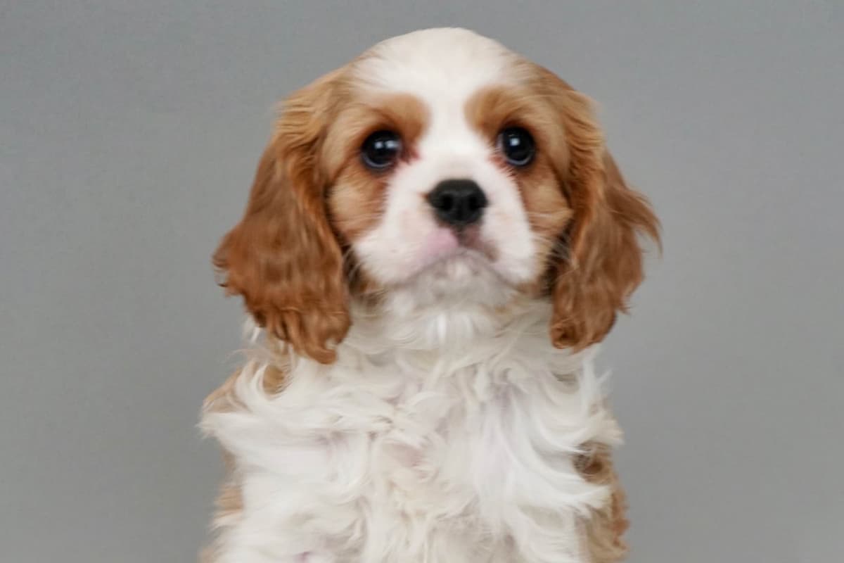 Poodle Puppies breeder image 8