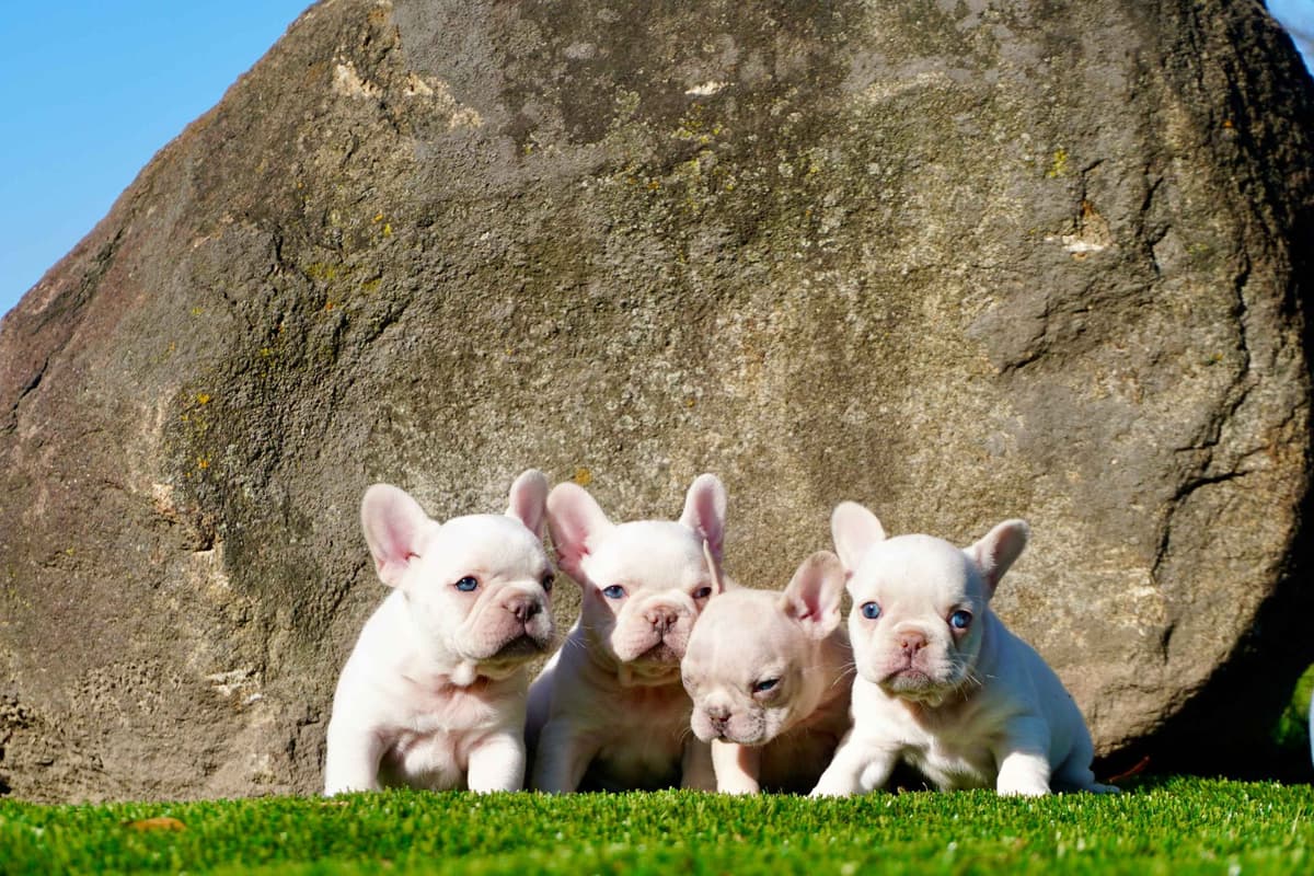 Poodle Puppies breeder image 9