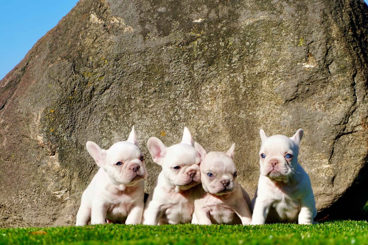 Poodle Puppies breeder image 10