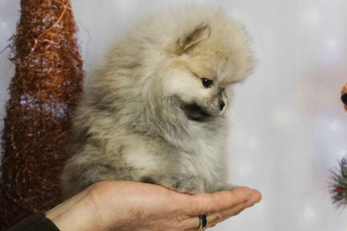 Poodle Puppies breeder image 19