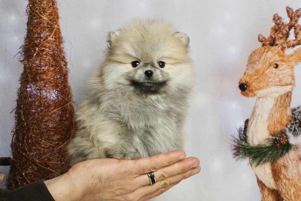 Poodle Puppies breeder image 18