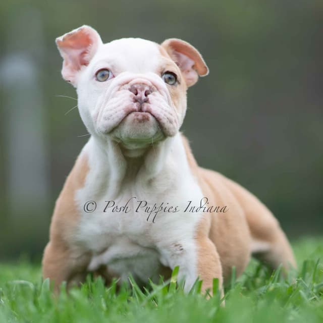 AKC English Bulldog Puppies Ready to go! media 3
