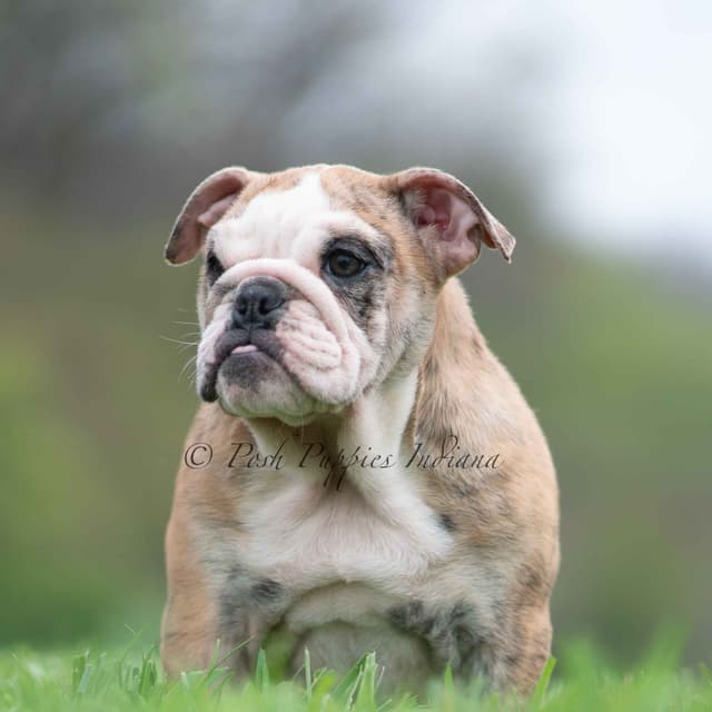 AKC English Bulldog Puppies Ready to go! media 5