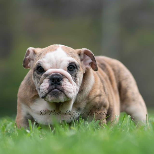 AKC English Bulldog Puppies Ready to go! media 6