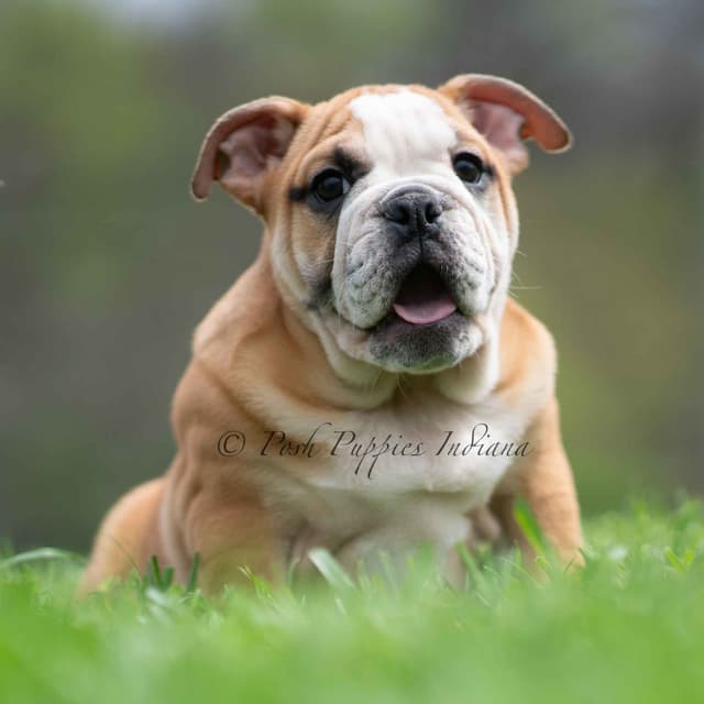 AKC English Bulldog Puppies Ready to go! media 7