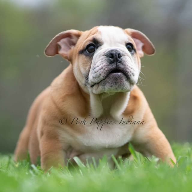AKC English Bulldog Puppies Ready to go! media 8