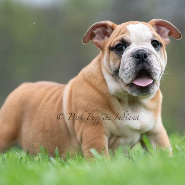 AKC English Bulldog Puppies Ready to go! media 9