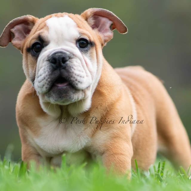 AKC English Bulldog Puppies Ready to go! media 10