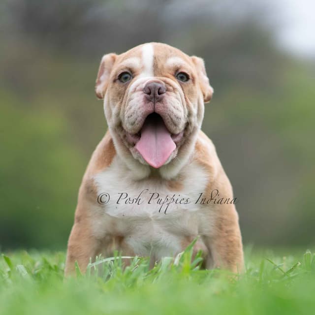 AKC English Bulldog Puppies Ready to go! media 11