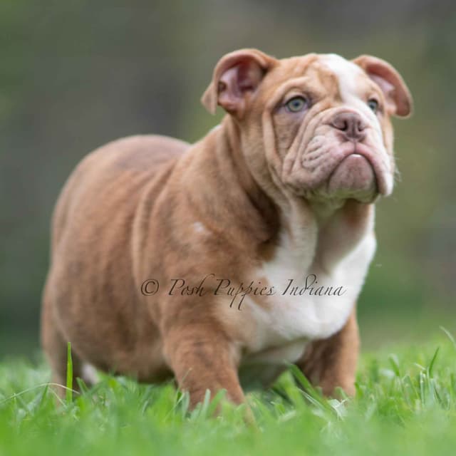 AKC English Bulldog Puppies Ready to go! media 13