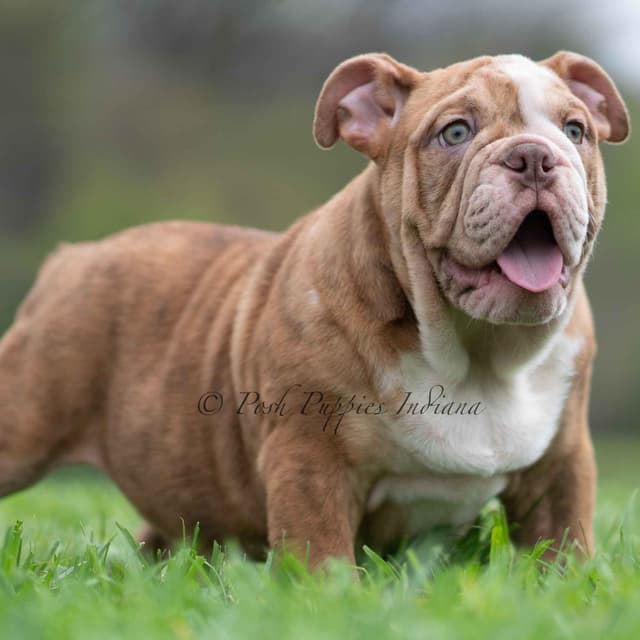 AKC English Bulldog Puppies Ready to go! media 14