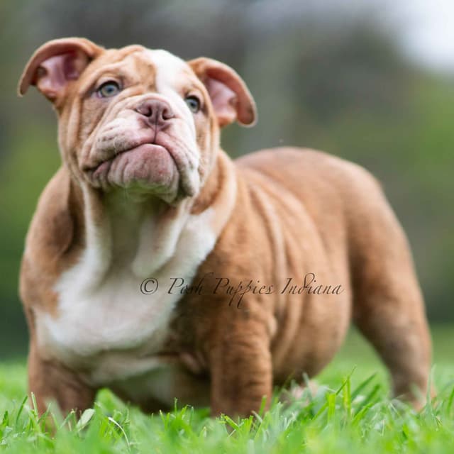AKC English Bulldog Puppies Ready to go! media 15