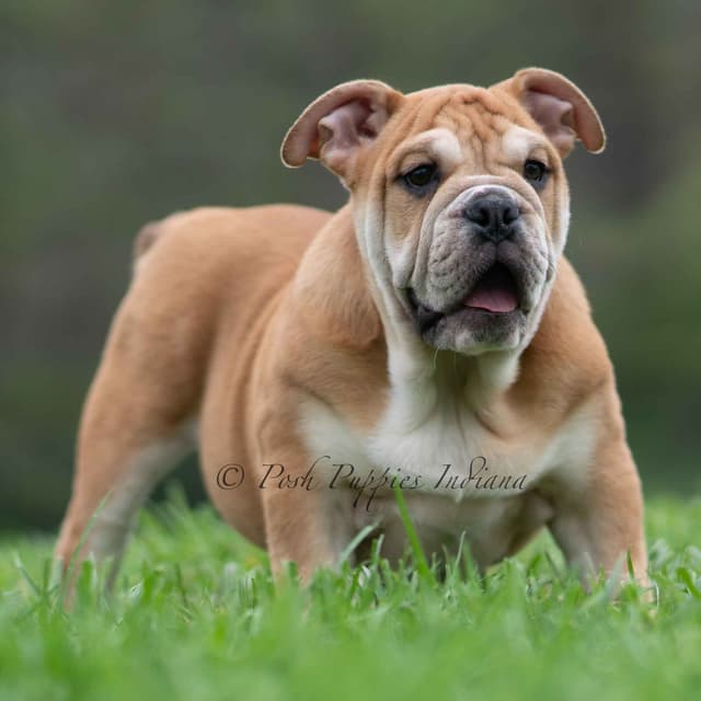 AKC English Bulldog Puppies Ready to go! media 16