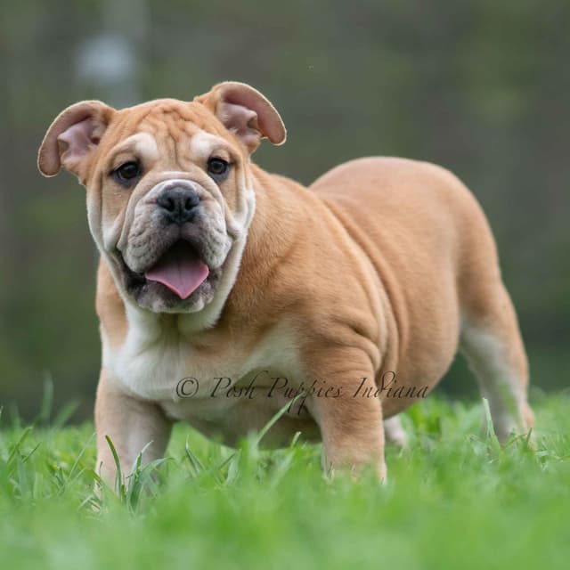 AKC English Bulldog Puppies Ready to go! media 17