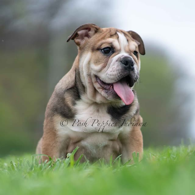 AKC English Bulldog Puppies Ready to go! media 19