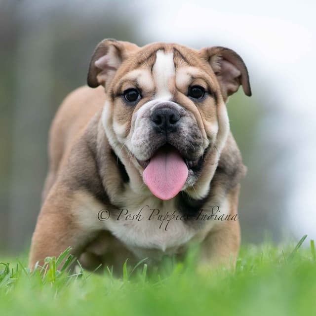 AKC English Bulldog Puppies Ready to go! media 20