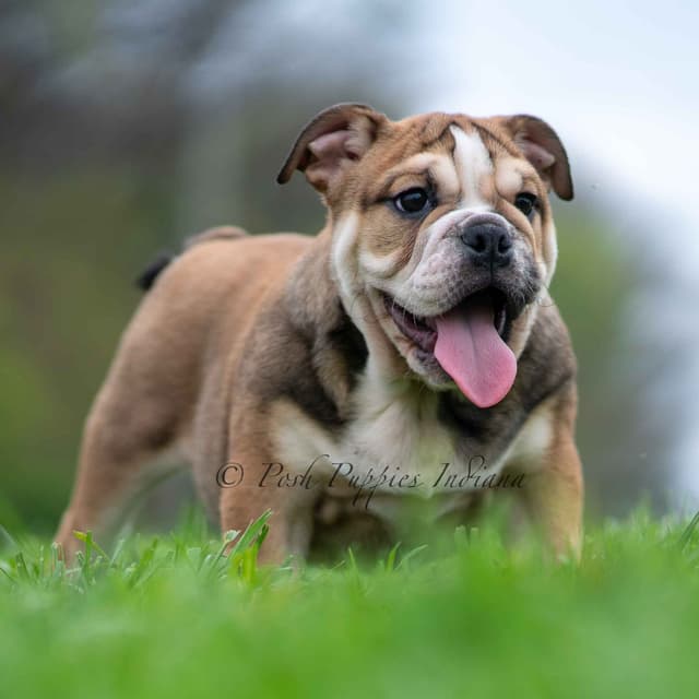 AKC English Bulldog Puppies Ready to go! media 21