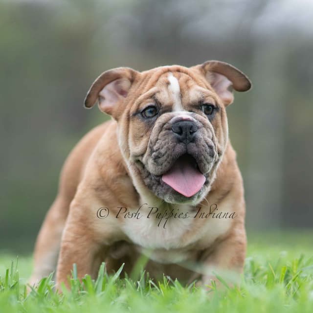AKC English Bulldog Puppies Ready to go! media 22