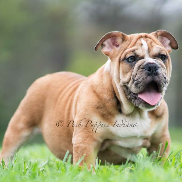 AKC English Bulldog Puppies Ready to go! media 23
