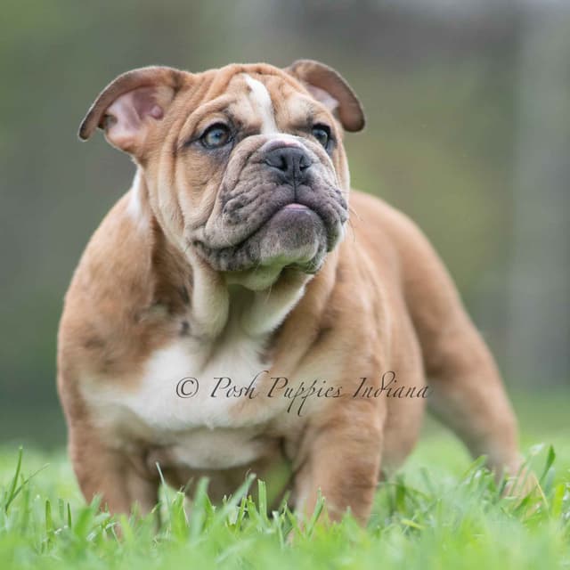 AKC English Bulldog Puppies Ready to go! media 24