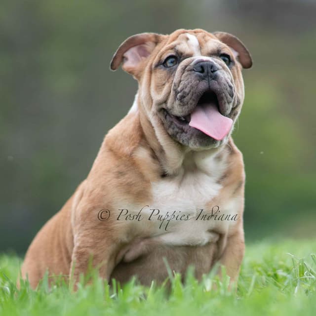 AKC English Bulldog Puppies Ready to go! media 25