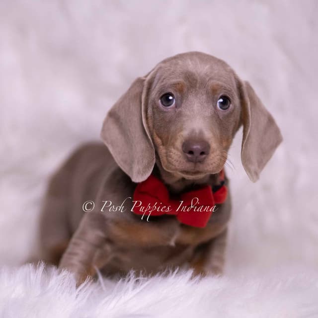 Adorable AKC Dachshund Puppies media 4