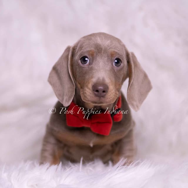 Adorable AKC Dachshund Puppies media 5
