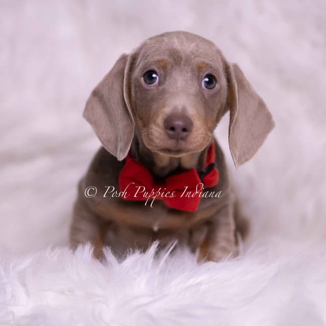 Adorable AKC Dachshund Puppies media 6