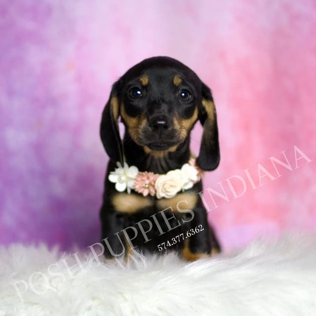 Adorable AKC Dachshund Puppies media 9