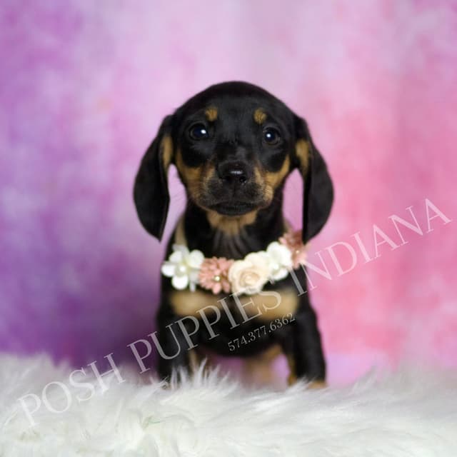 Adorable AKC Dachshund Puppies media 10
