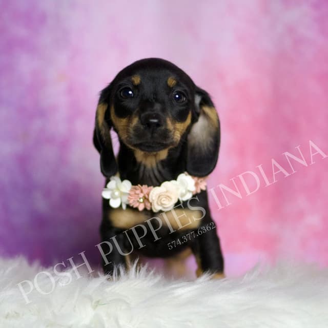 Adorable AKC Dachshund Puppies media 11