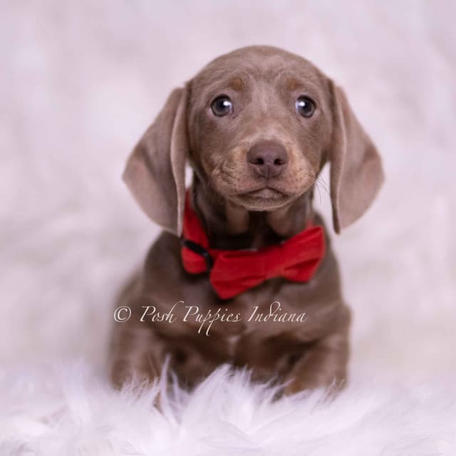 Adorable AKC Dachshund Puppies media 15